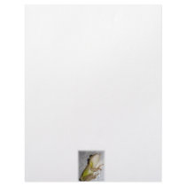 Large tree frog clinging to stucco wall photo personalized letterhead