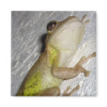 Large tree frog clinging to stucco wall photo magnets