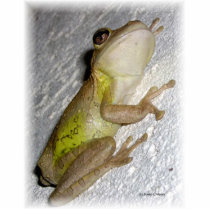 Large tree frog clinging to stucco wall photo photo sculptures
