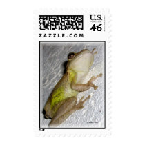 Large tree frog clinging to stucco wall photo postage stamp