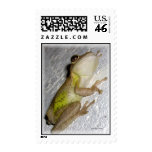 Large tree frog clinging to stucco wall photo postage