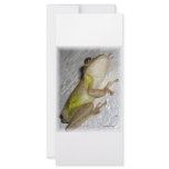 Large tree frog clinging to stucco wall photo rack card template