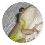 Large tree frog clinging to stucco wall photo stickers