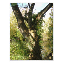 Large Tree on the Banks of the Mahoning River