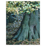 Large tree root, Yorkshire, England flyers