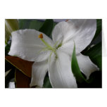large white flower large white flower