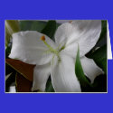 large white flower cards