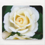 Large white rose (in Pastel)