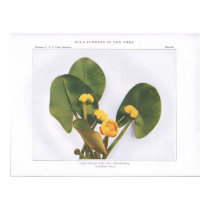 Large Yellow Pond Lily; Splatter-Dock posters