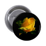 Large Yellow Rose Pinback Buttons Large Yellow Rose Pinback Buttons