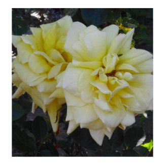 Large Yellow Rose Print print