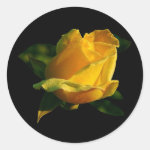 Large Yellow Rose Round Stickers Large Yellow Rose Round Stickers
