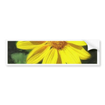 Large Yellow Wildflowers 1 bumper stickers