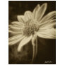Large Yellow Wildflowers ...