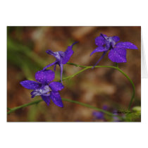 Larkspurs with Dew Greeting Card