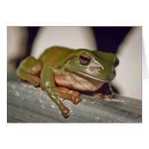 Larry the Laconic Tree Frog Card