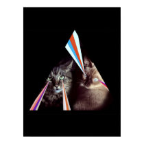 laser cats poster