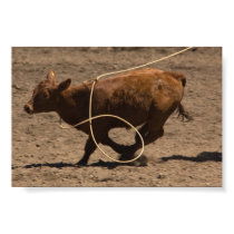 Lassoed calf posters by pshaw_photo Lassoed calf posters