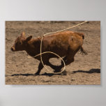 Lassoed calf posters