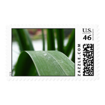 Last drop of dew postage