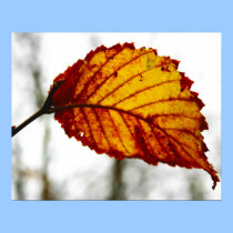 last leaf posters