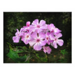 Last Phlox ~ Photo Last Phlox ~ Photo