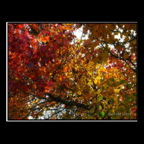 Lasting Autumn Postcard postcards