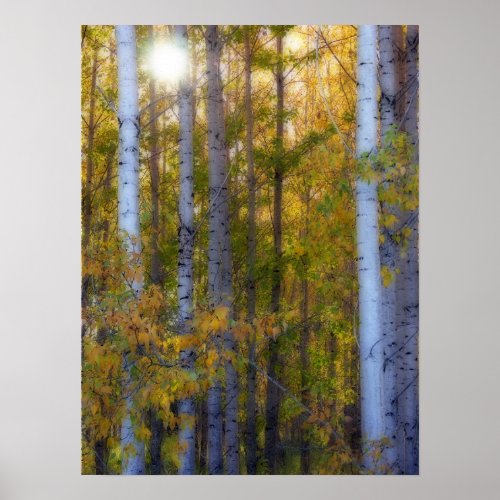 Late Afternoon Birch print