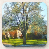 Late Afternoon in Spring cork coasters