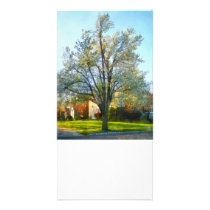 Late Afternoon in Spring photo cards