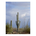 Late Afternoon in the Desert Post Cards