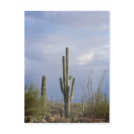 Late Afternoon in the Desert Post Cards