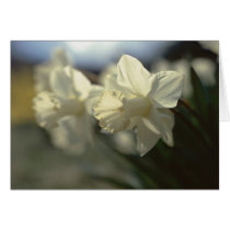 Late Light cards by Merritt_B Late Light cards