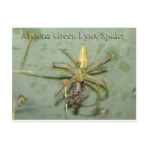 Late Night Driveway Car Wash (Lynx Spider) Post Card
