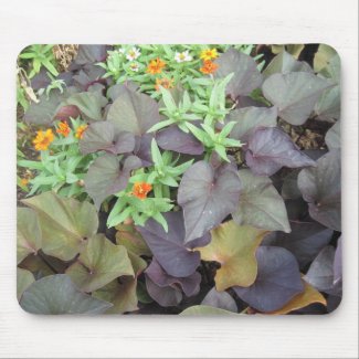 Late Summer Foliage