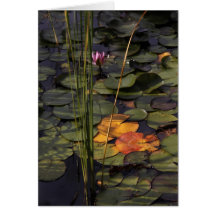 Late Summer Lilly Pond Greeting Cards
