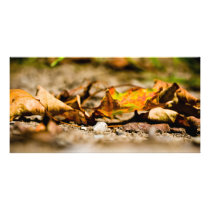 late summer mirage personalized photo card