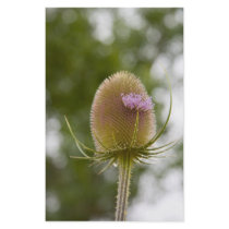 late teasel stationary stationery design