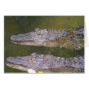 Later Gator cards