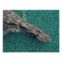 Later Gator Photographic Print