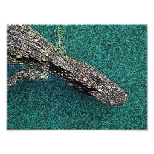 Later Gator Photographic Print