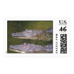 Later Gator postage