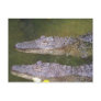 Later Gator Postcards