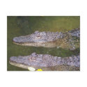 Later Gator postcards