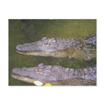Later Gator postcards by slinky789 Later Gator postcards