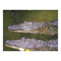 Later Gator posters
