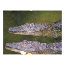 Later Gator posters