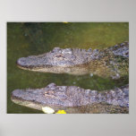Later Gator posters
