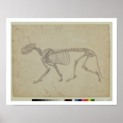 Tiger Skeleton Diagram
