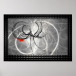 Latrodectus Mactans posters